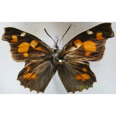 Libythea celtis (Laicharting, 1782) Bulgaria7i